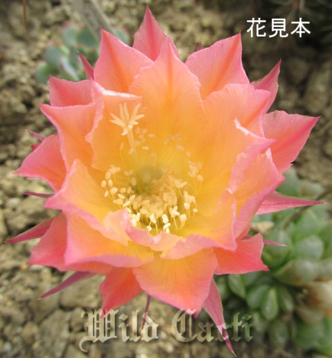 柱サボテン販売、サボテン・多肉植物専門店Wild Cacti（ワイルドカクチ