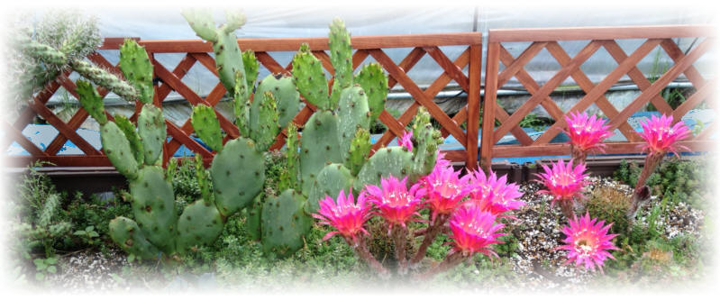 柱サボテン露地植え サボテン 多肉植物専門店wild Cacti ワイルドカクチ