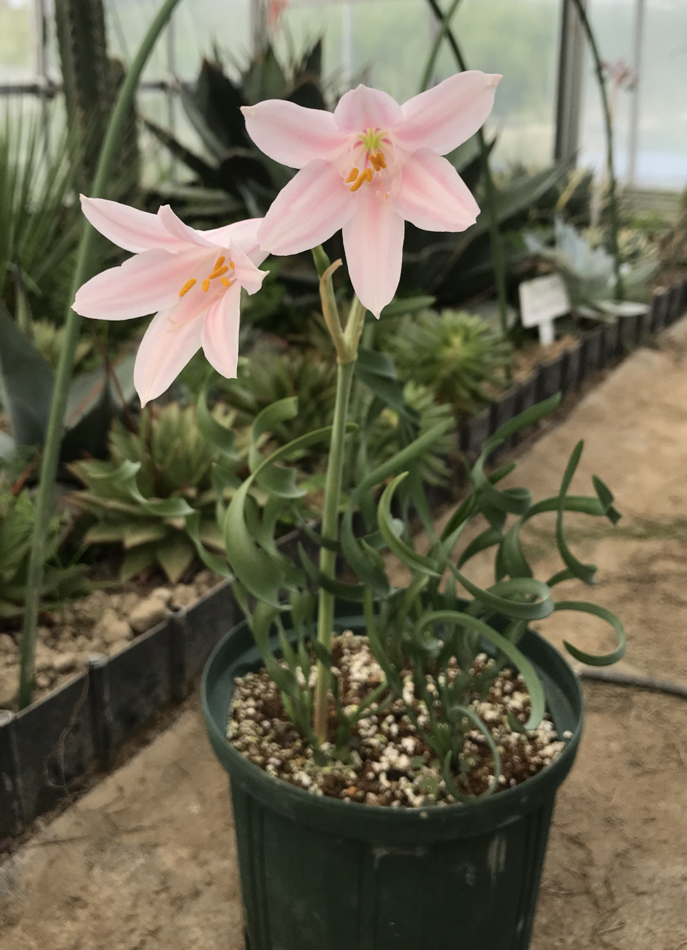 キルタンサス属／南アフリカ球根植物／ぱんさのサボテンランド