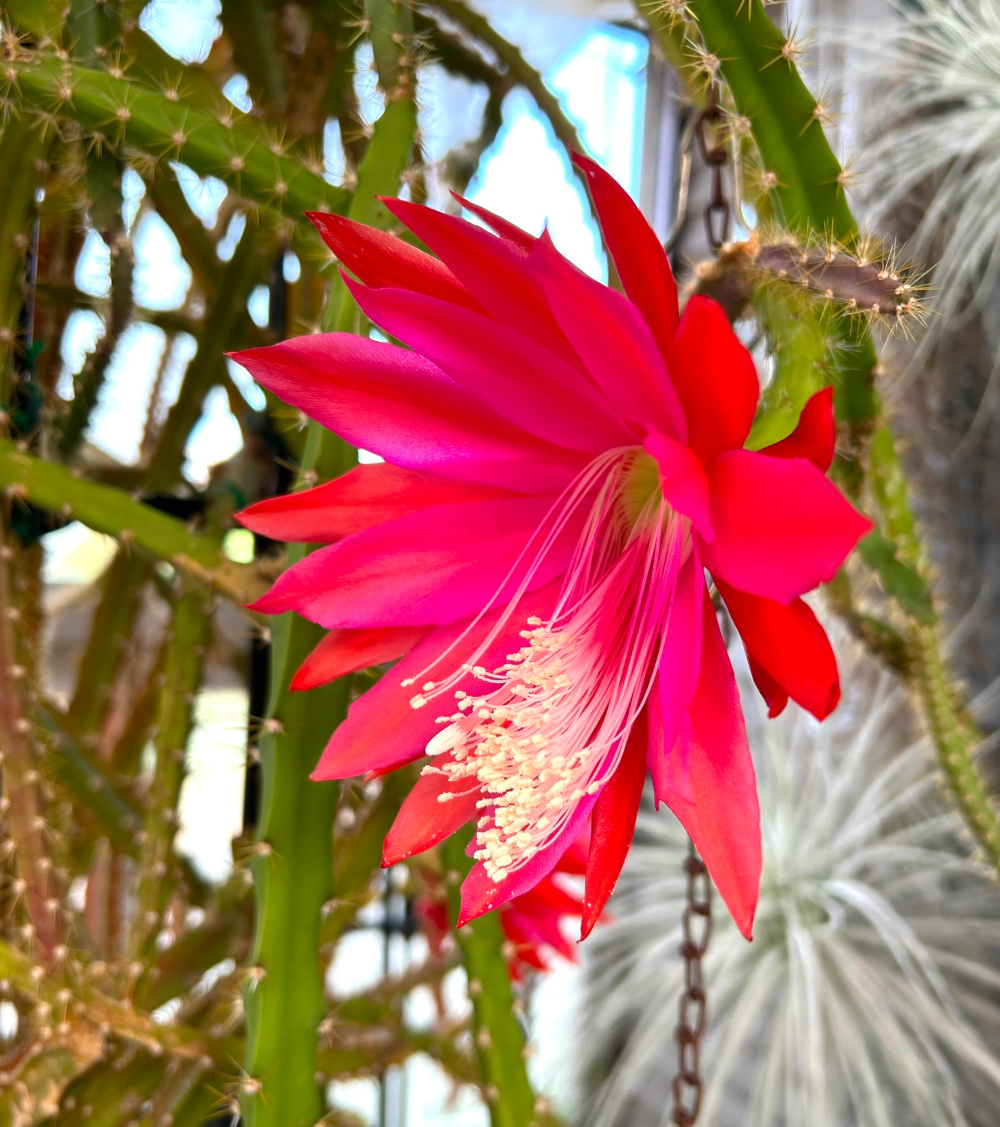 ディソカクツス属／柱サボテンの栽培種プロフィール、森林性