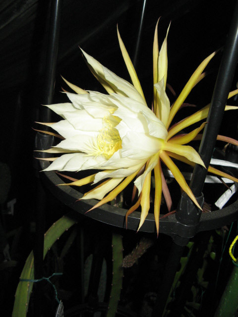 セレニケレウス属／夜の女王、ジグザグサボテン、フィッシュボーン