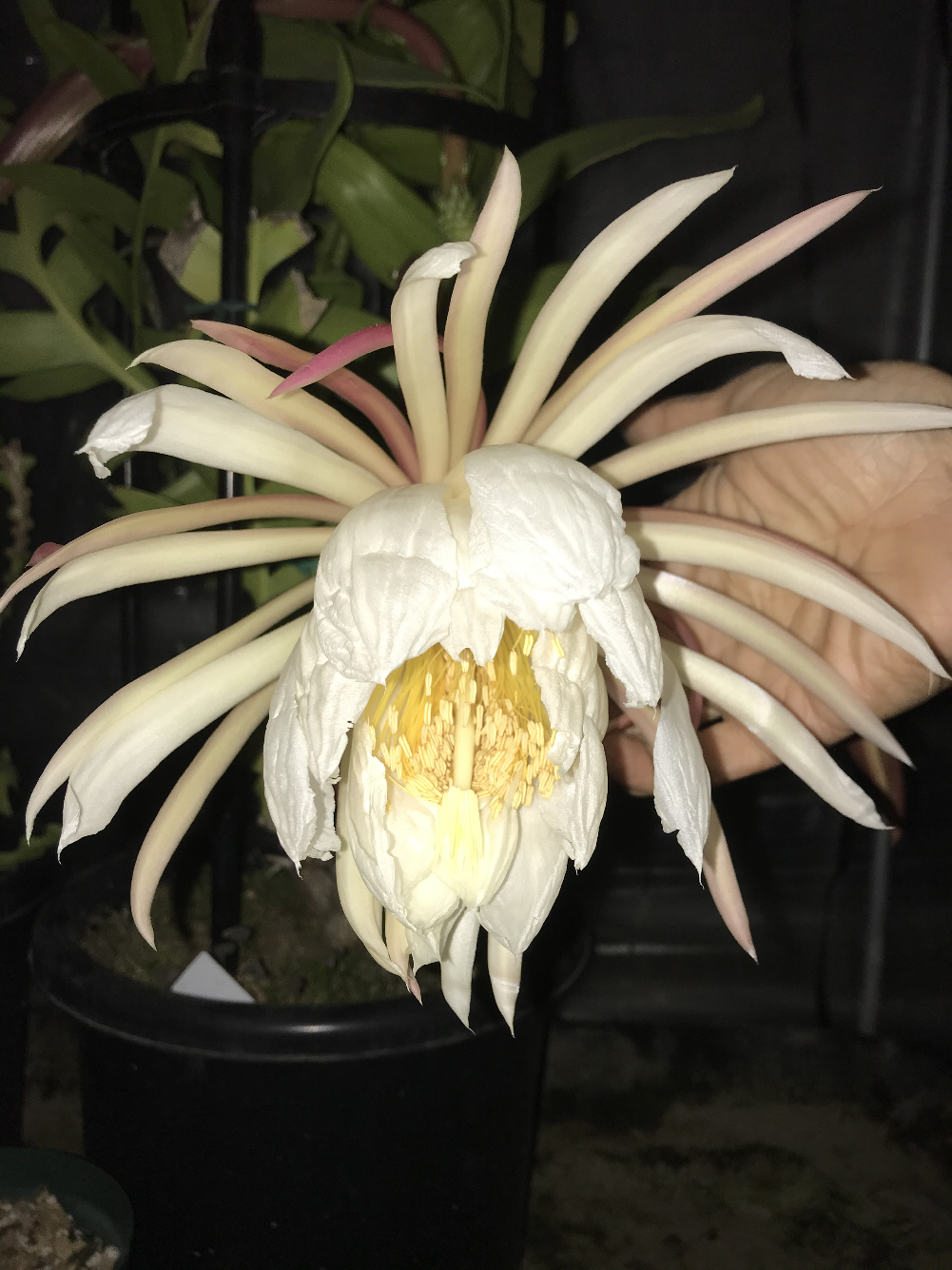 セレニケレウス属／夜の女王、ジグザグサボテン、フィッシュボーン