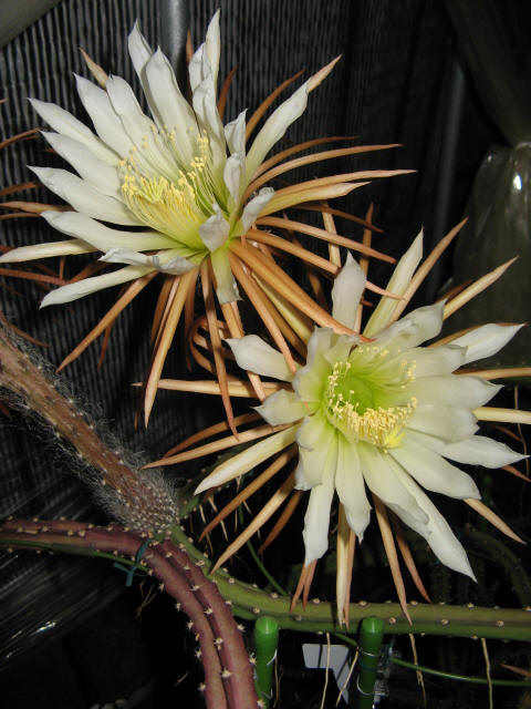 セレニケレウス属／夜の女王、ジグザグサボテン、フィッシュボーン
