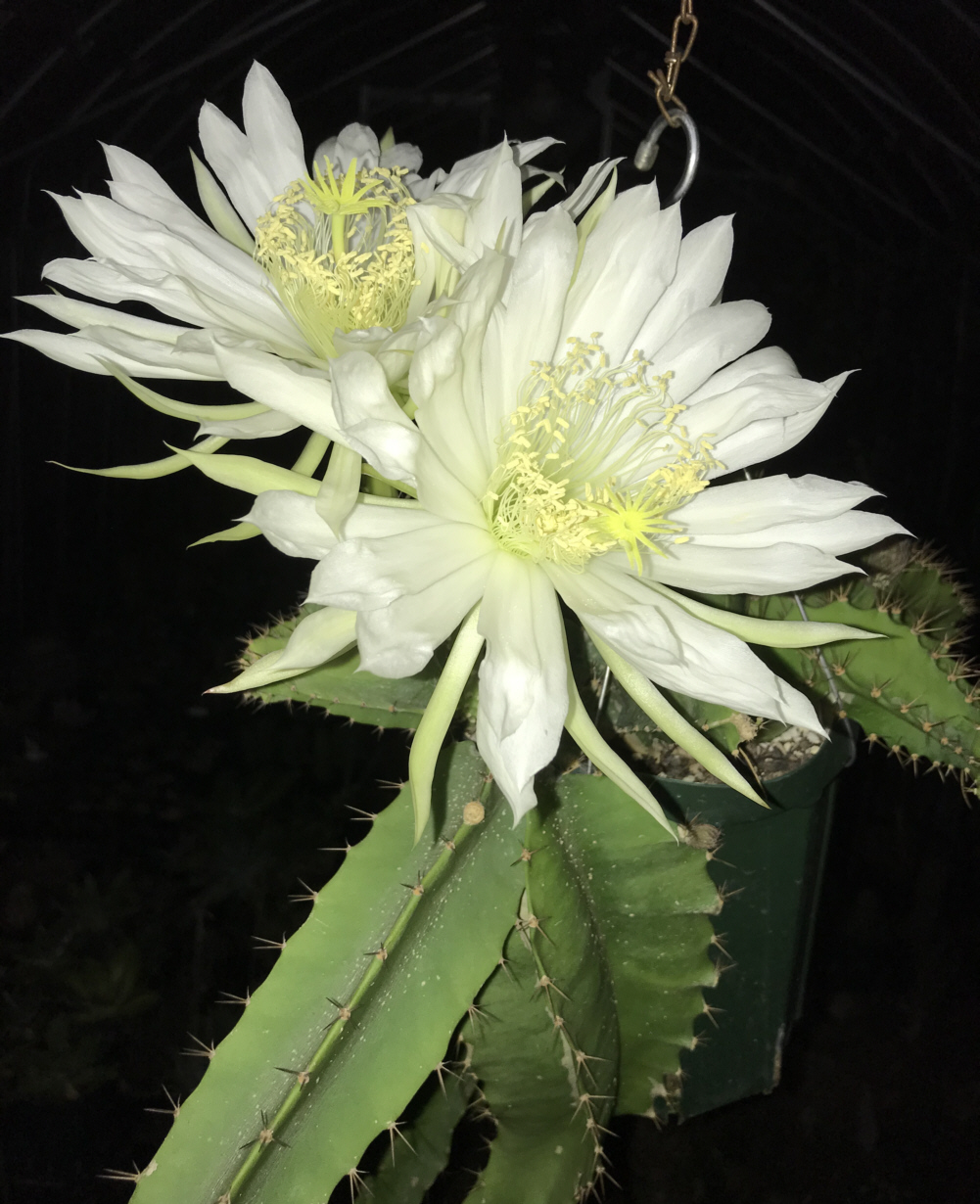 セレニケレウス属／夜の女王、ジグザグサボテン、フィッシュボーン