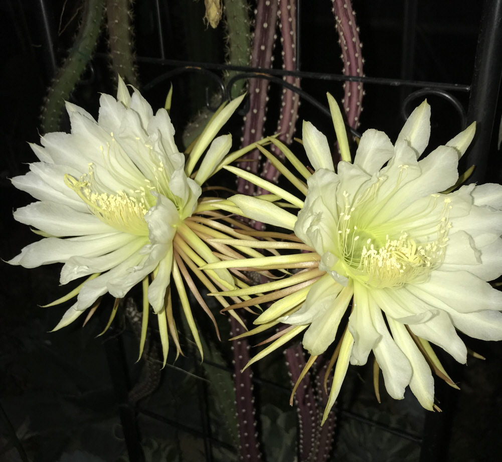 セレニケレウス属／夜の女王、ジグザグサボテン、フィッシュボーン