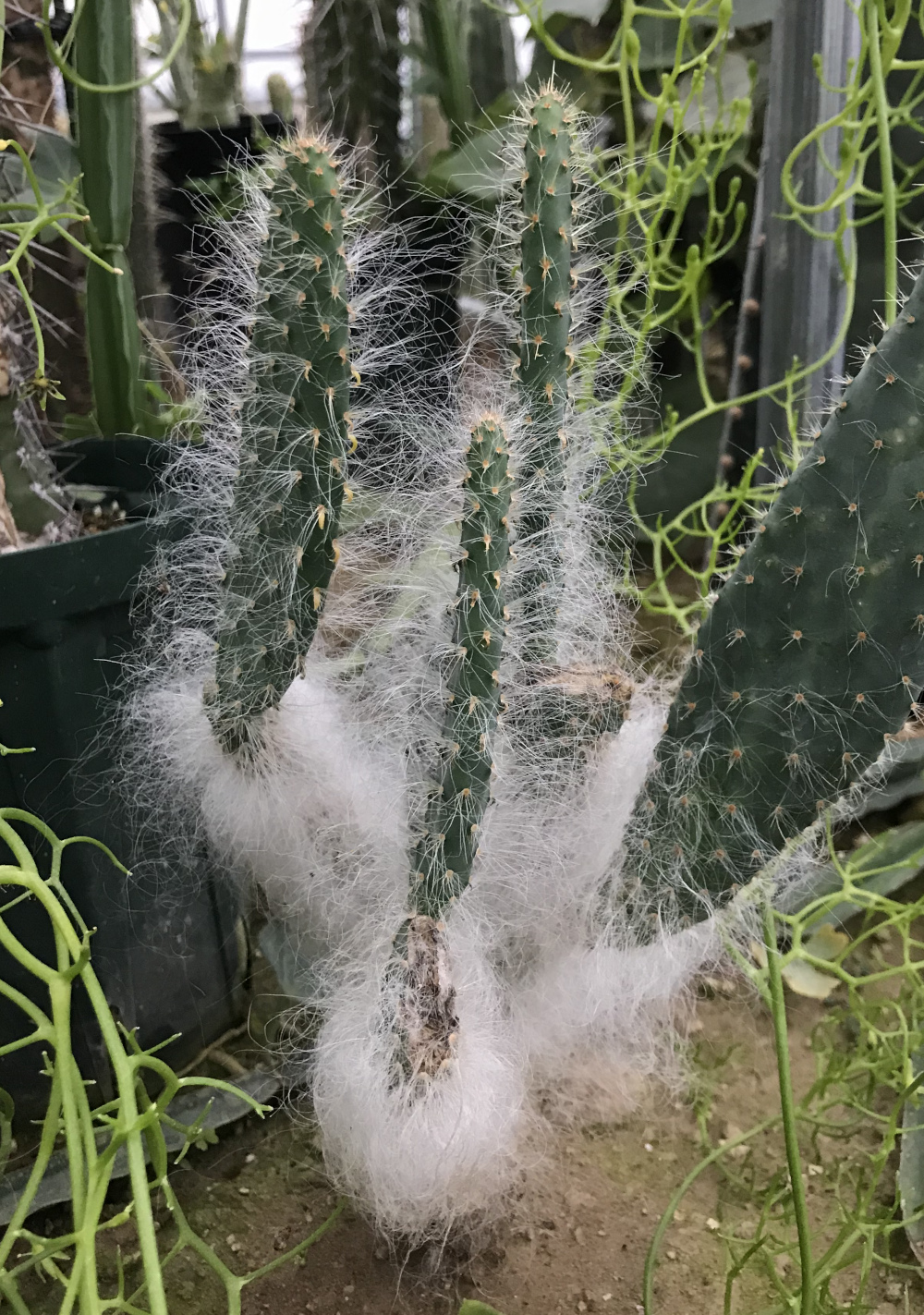 Opuntia engelmannii var. broskowitzii