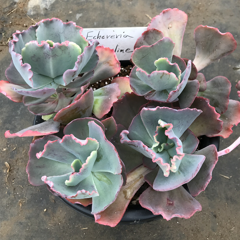 エケベリア属／その他多肉植物／ぱんさのサボテンランド