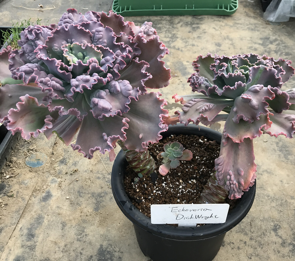 エケベリア属／その他多肉植物／ぱんさのサボテンランド