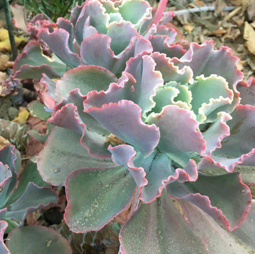 エケベリア属／その他多肉植物／ぱんさのサボテンランド