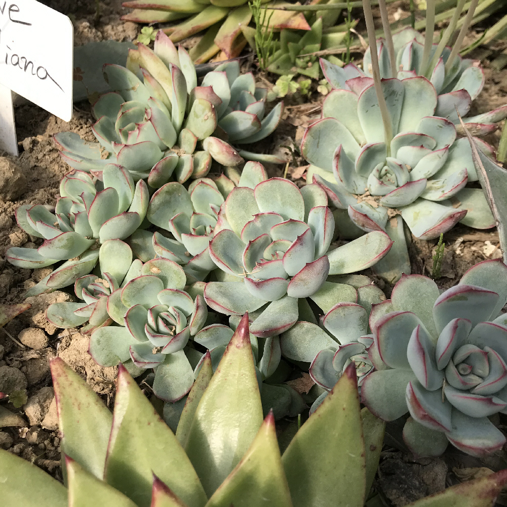 多肉植物 エケベリア 紫色シリーズ コレクション 7苗セット 多肉