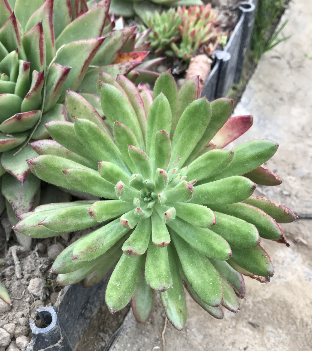 エケベリア属/その他多肉植物/ぱんさのサボテンランド エケベリア属/その他多肉植物/ぱんさのサボテンランド