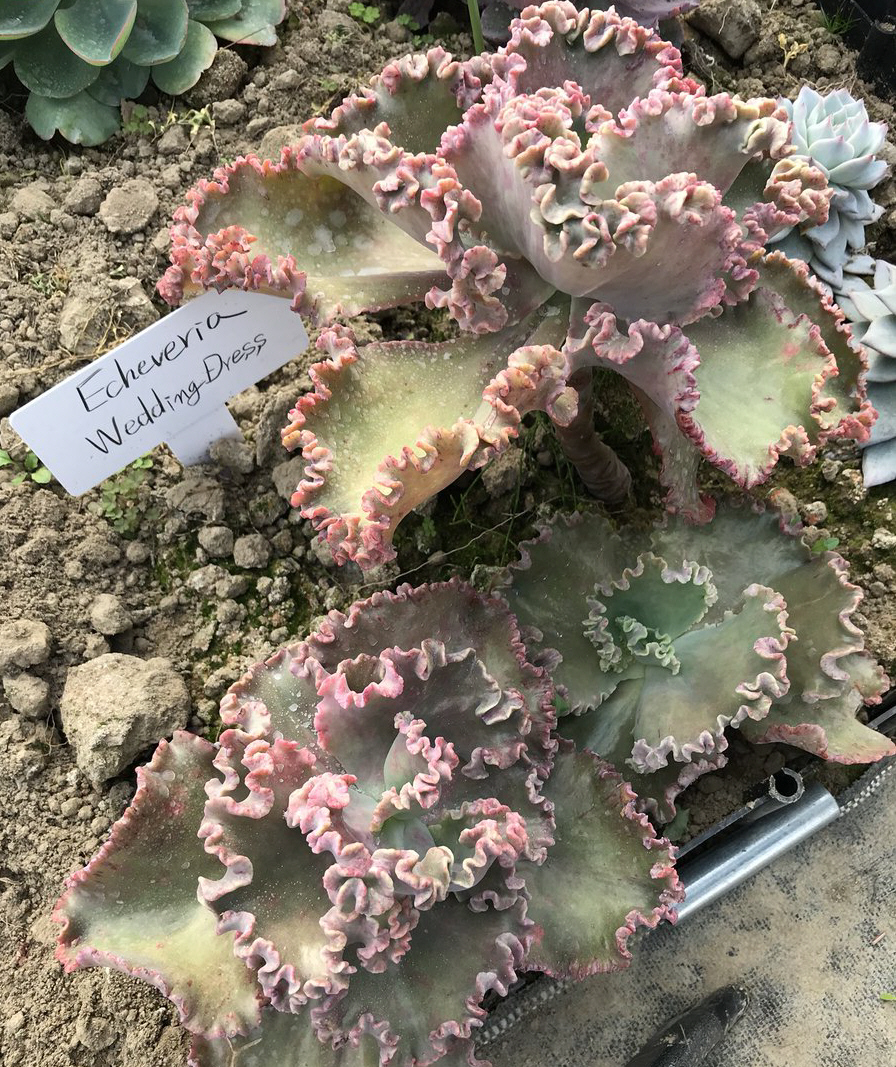 エケベリア属／その他多肉植物／ぱんさのサボテンランド