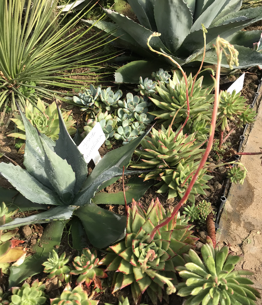 エケベリア属/その他多肉植物/ぱんさのサボテンランド エケベリア属/その他多肉植物/ぱんさのサボテンランド