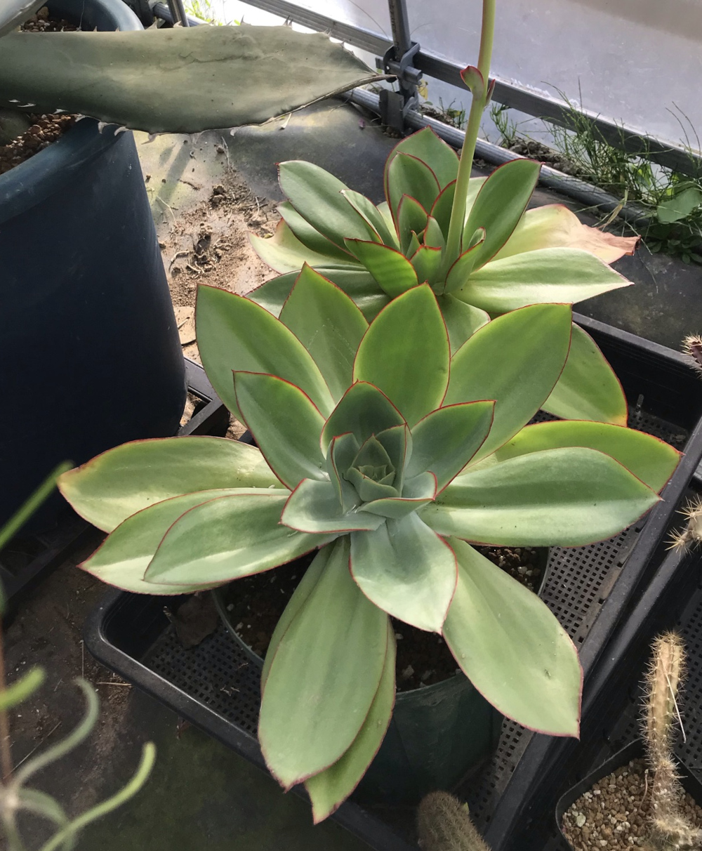 エケベリア属/その他多肉植物/ぱんさのサボテンランド エケベリア属/その他多肉植物/ぱんさのサボテンランド