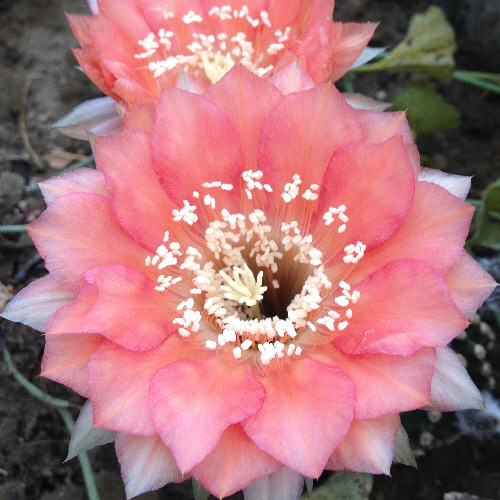 エキノプシス交配種 品種名：M／エキノプシス交配種（ロビビオプシス