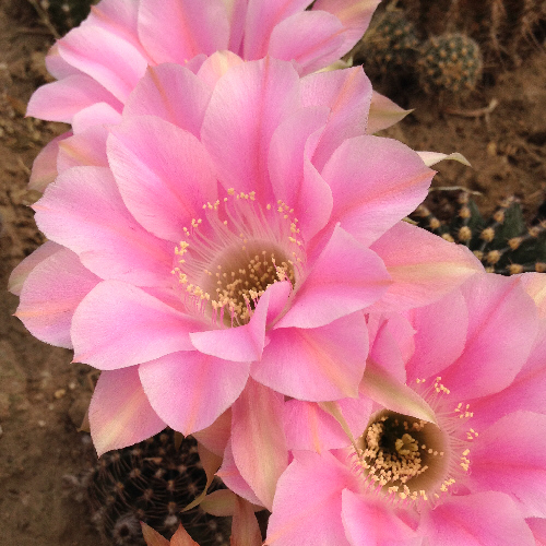 エキノプシス交配種 品種名：M／エキノプシス交配種（ロビビオプシス