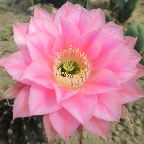 エキノプシス交配種 品種名：Q・R・S／エキノプシス交配種