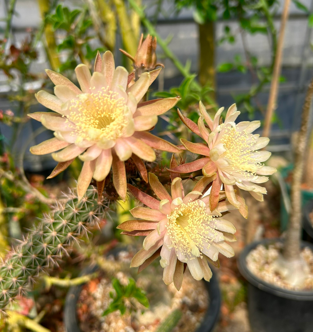 Harpo ハルポ　サボテンピンバッジ ピンバッジ 聖霊(ハト) D 銀縁・青 - ドン・ボスコ社