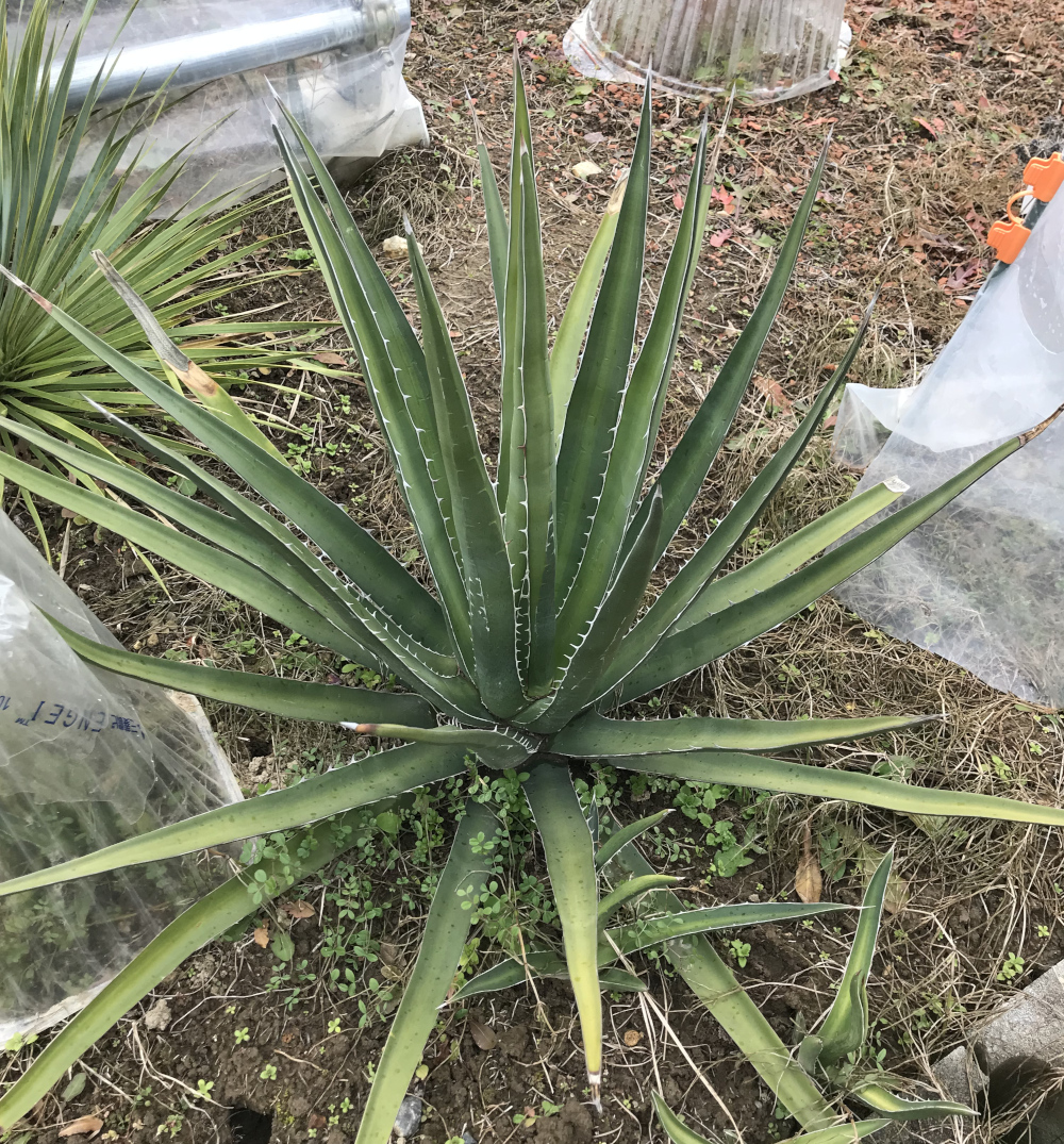 露地植え向きアガベ／サボテン・多肉植物の露地植え／ぱんさのサボテン