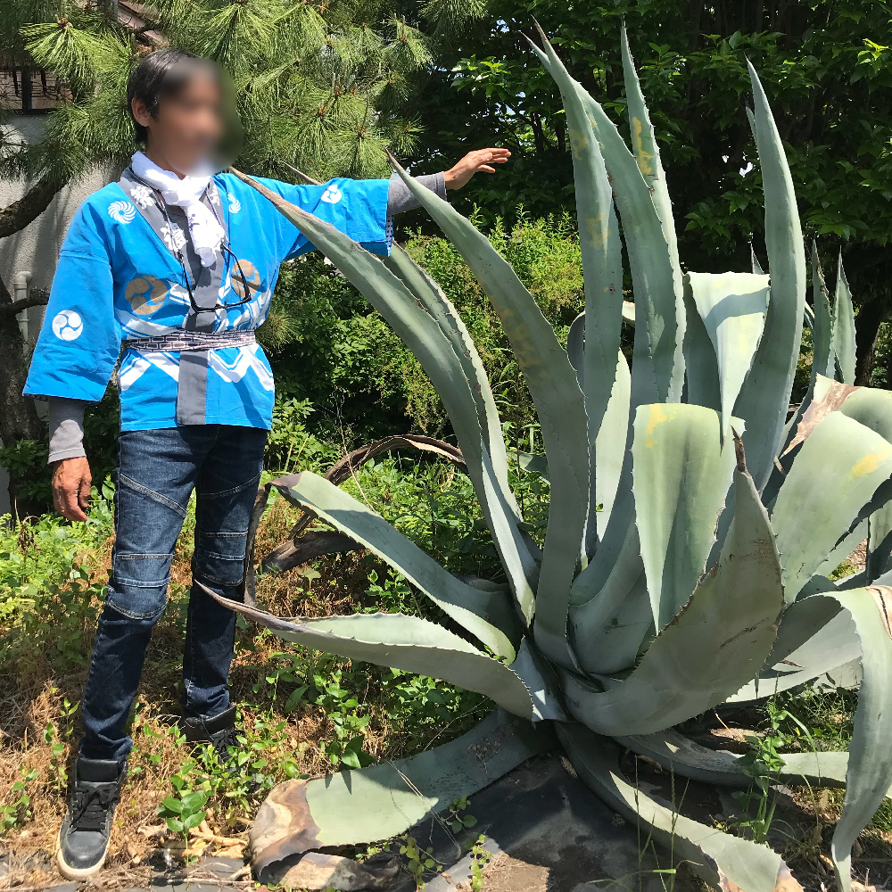 露地植え向きアガベ サボテン 多肉植物の露地植え ぱんさのサボテンランド