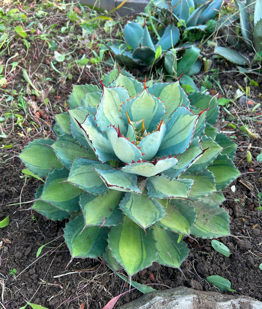 露地植え向きアガベ／サボテン・多肉植物の露地植え／ぱんさの