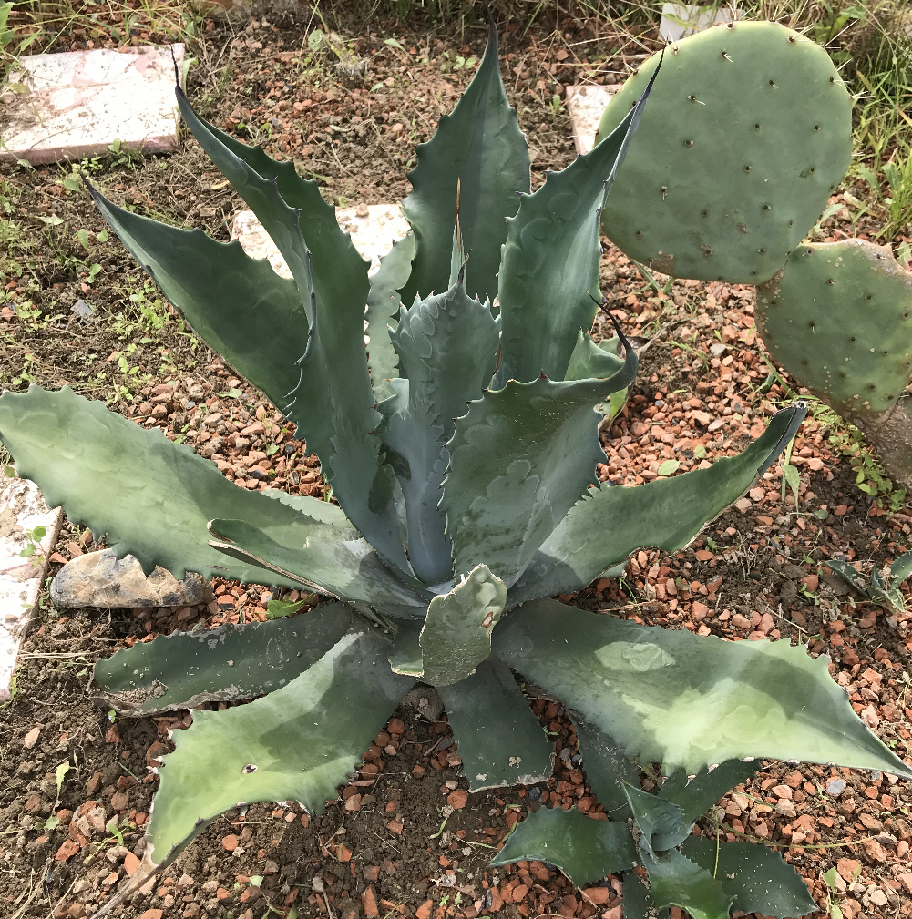 露地植え向きアガベ サボテン 多肉植物の露地植え ぱんさのサボテンランド