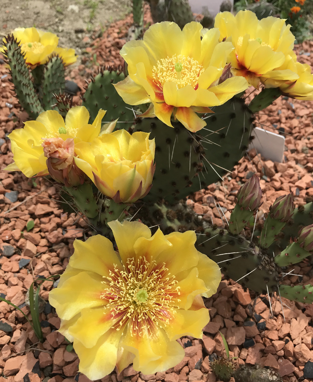 露地植え向きオプンチア／サボテン・多肉植物の露地植え／ぱんさの