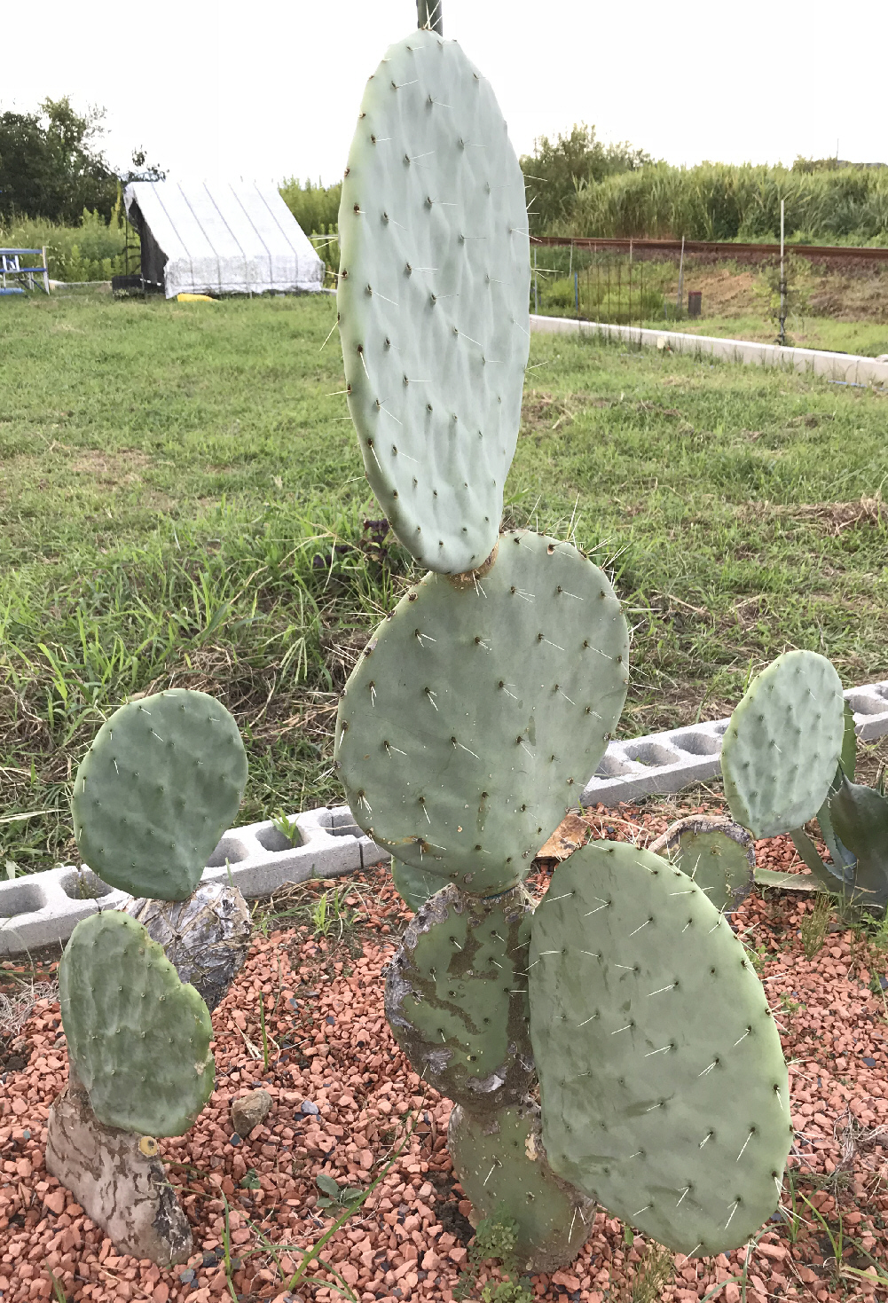 露地植え向きオプンチア／サボテン・多肉植物の露地植え／ぱんさの