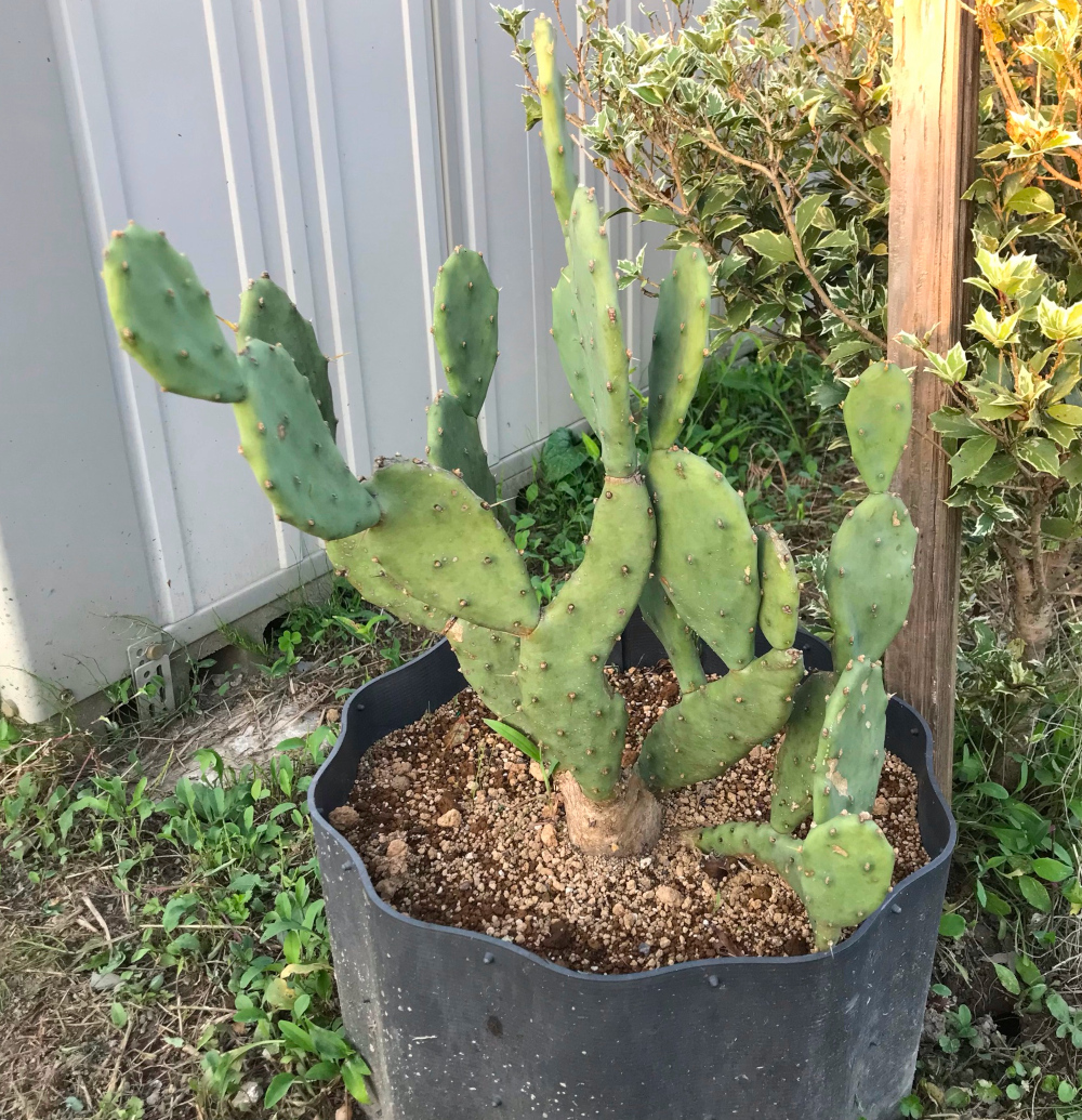 露地植え向きオプンチア／サボテン・多肉植物の露地植え／ぱんさの