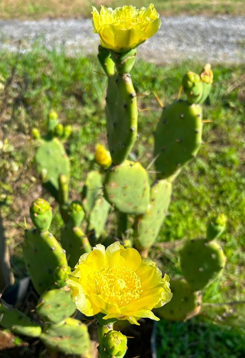 露地植え向きオプンチア／サボテン・多肉植物の露地植え／ぱんさ