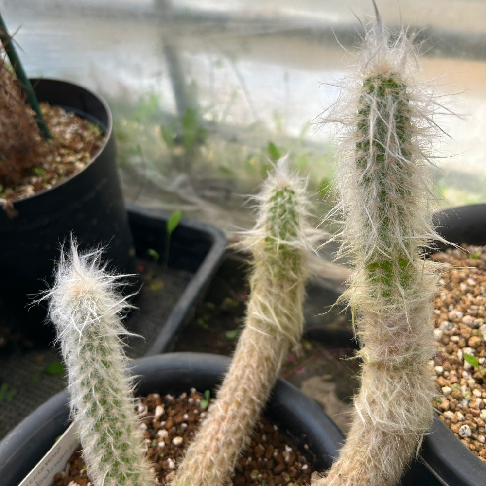 オレオケレウス属／柱サボテンの栽培種プロフィール／ぱんさのサボテン