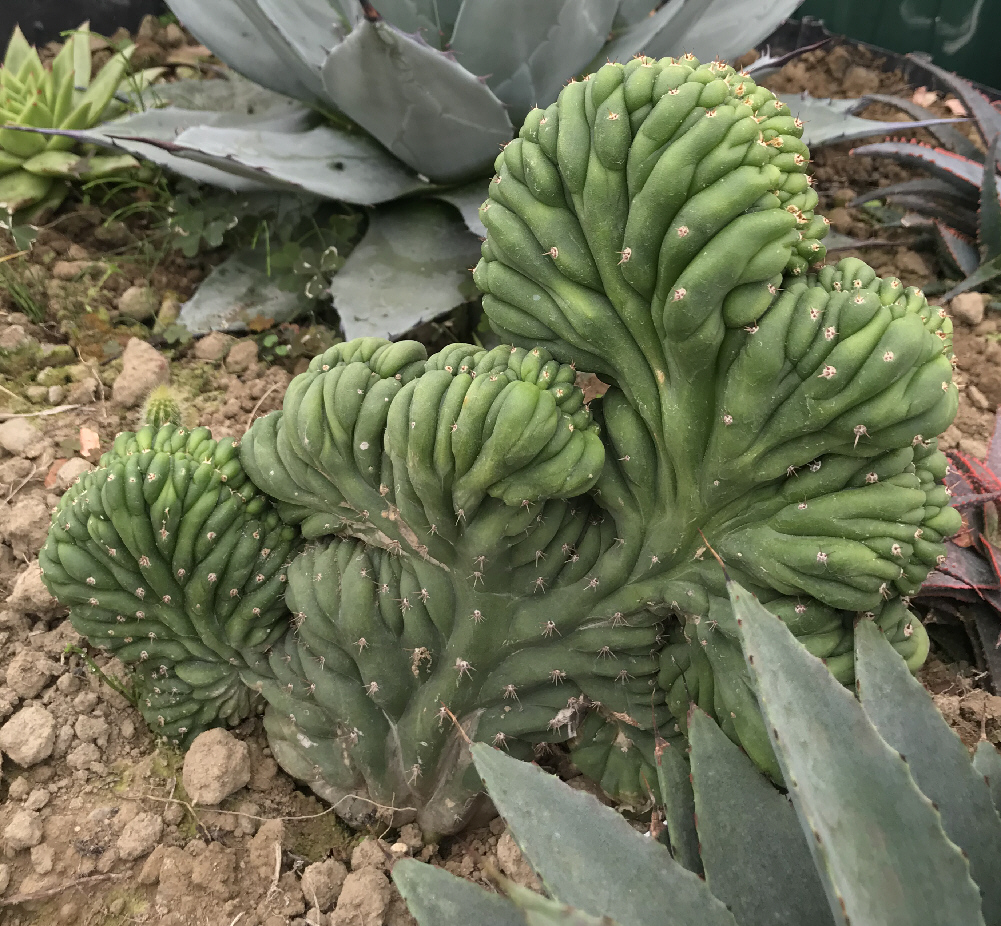 エキノプシス属（トリコケレウス属）／柱サボテンの栽培種プロフィール