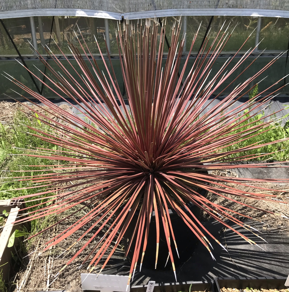 アガベ属／その他多肉植物／ぱんさのサボテンランド