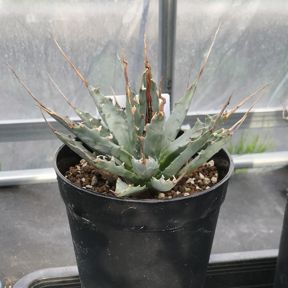 アガベ属／その他多肉植物／ぱんさのサボテンランド