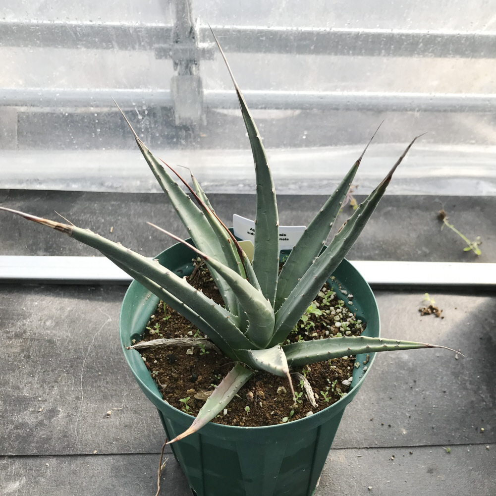 アガベ属／その他多肉植物／ぱんさのサボテンランド