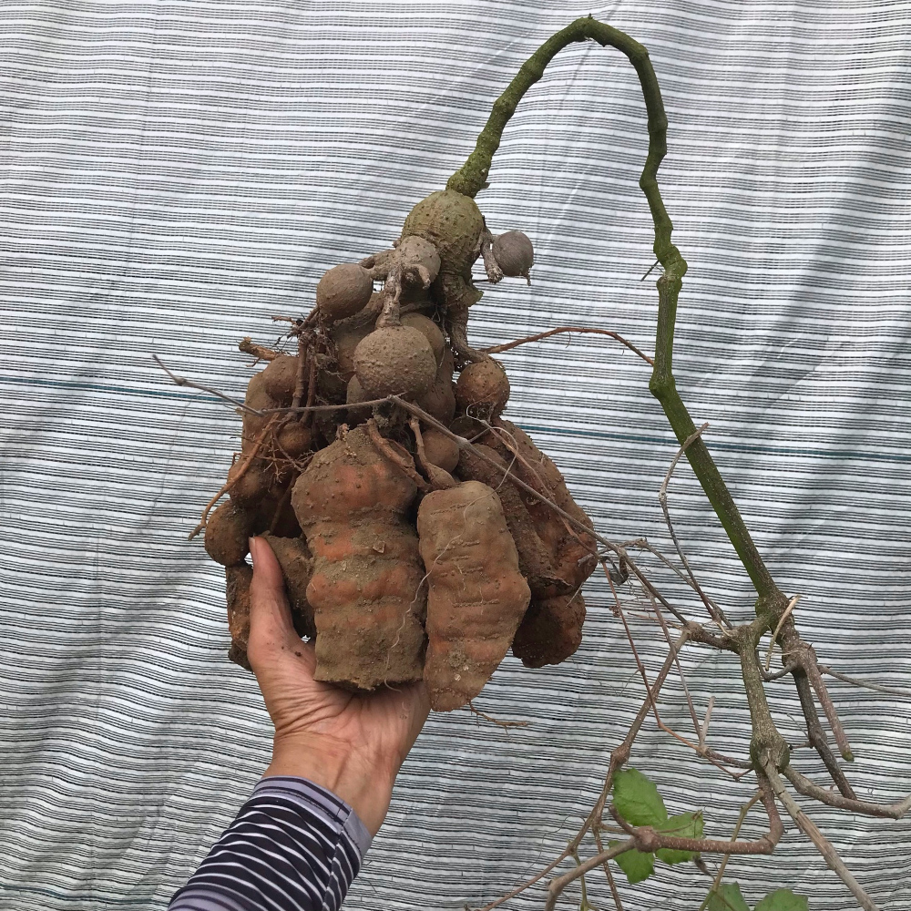 キフォステンマ属/その他多肉植物/ぱんさのサボテンランド キフォステンマ属/その他多肉植物/ぱんさのサボテンランド