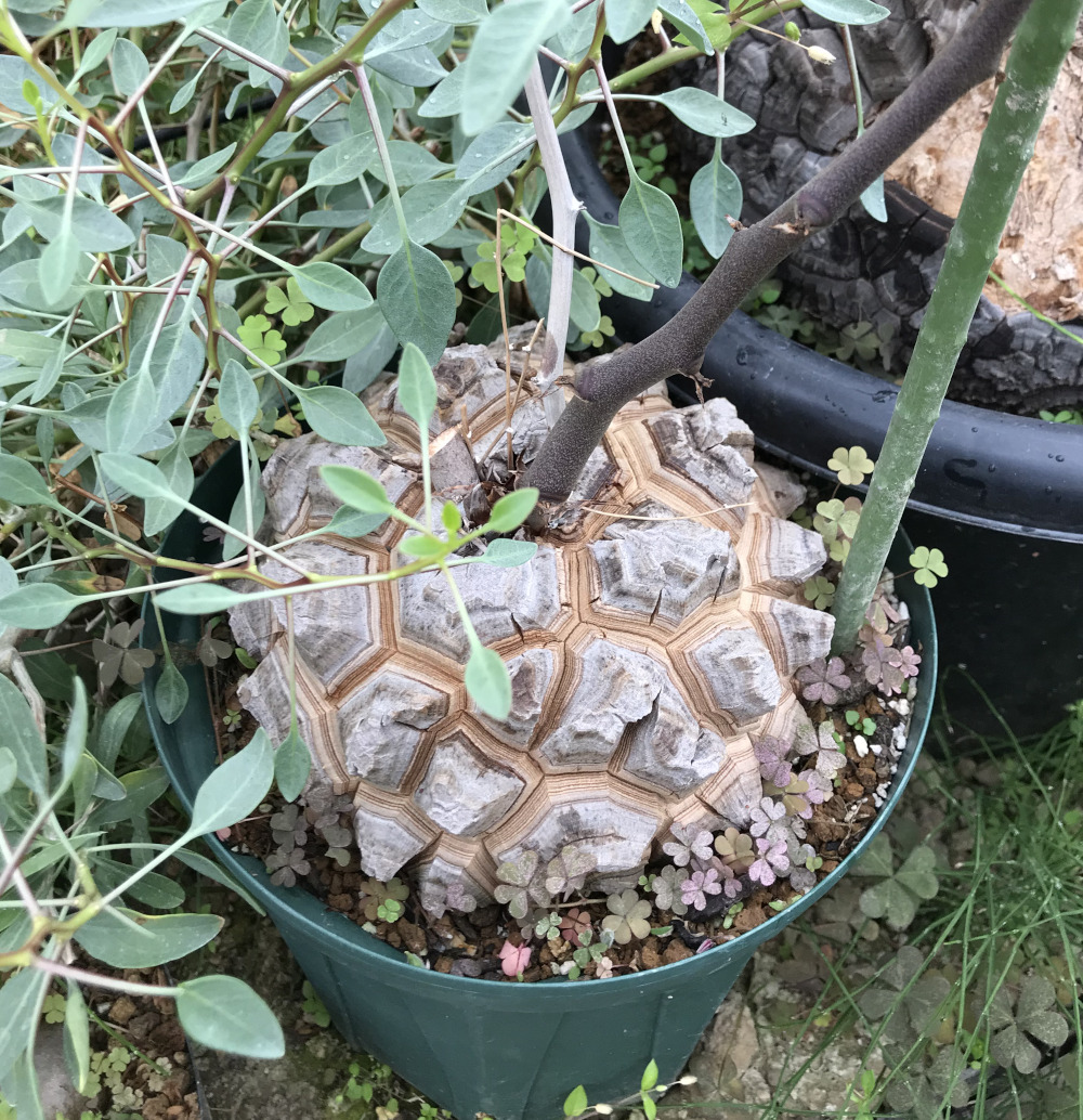 ディオスコレア属／その他多肉植物／ぱんさのサボテンランド