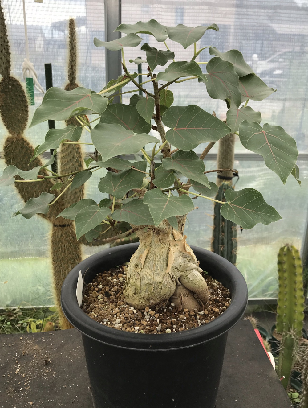 (おれお 専用)フィカス 観葉植物 生育中 白鉢 フィクス（フィカス）／その他多肉植物／ぱんさのサボテンランド