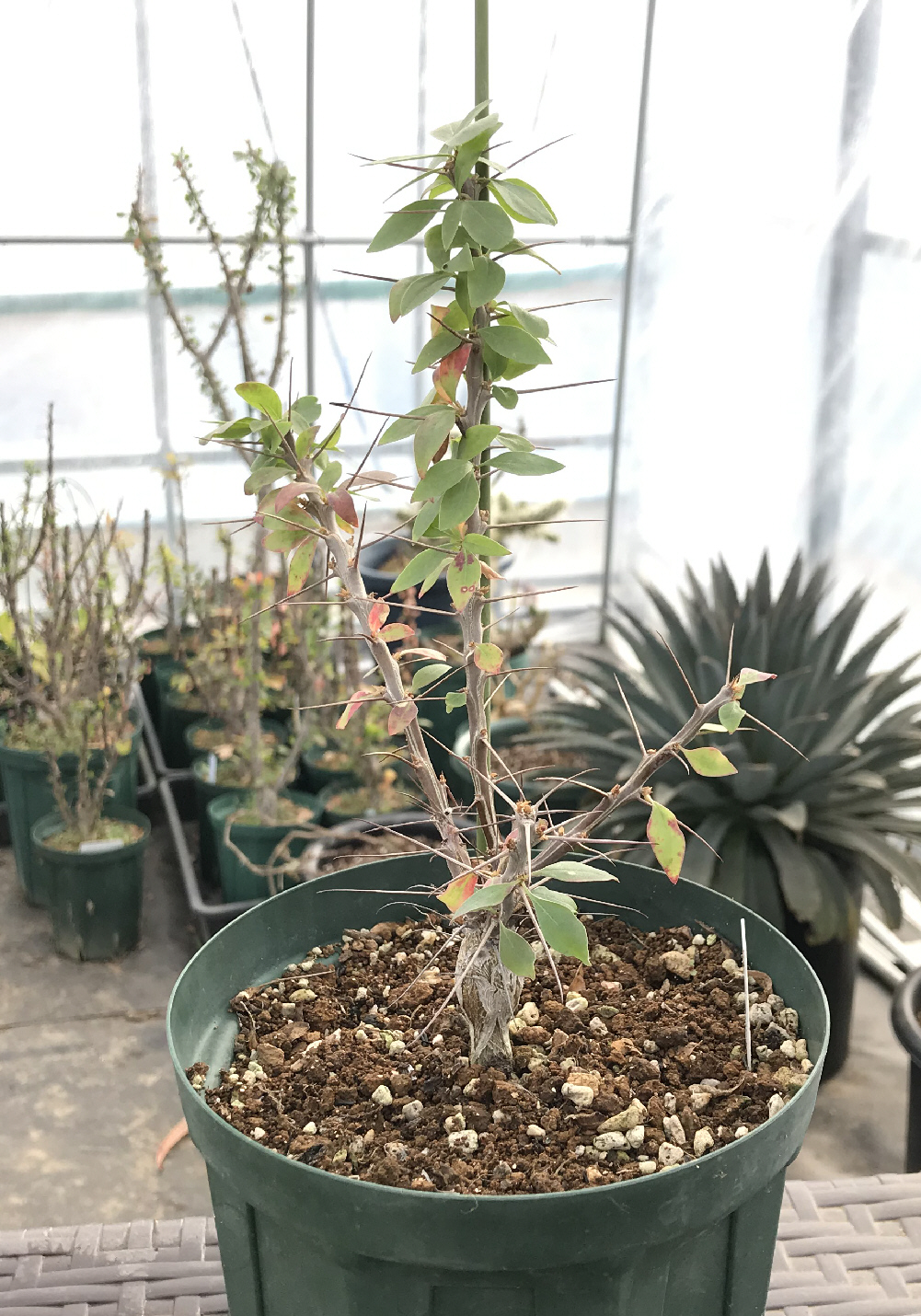フォウクイエリア（フォークイエリア）属／その他多肉植物