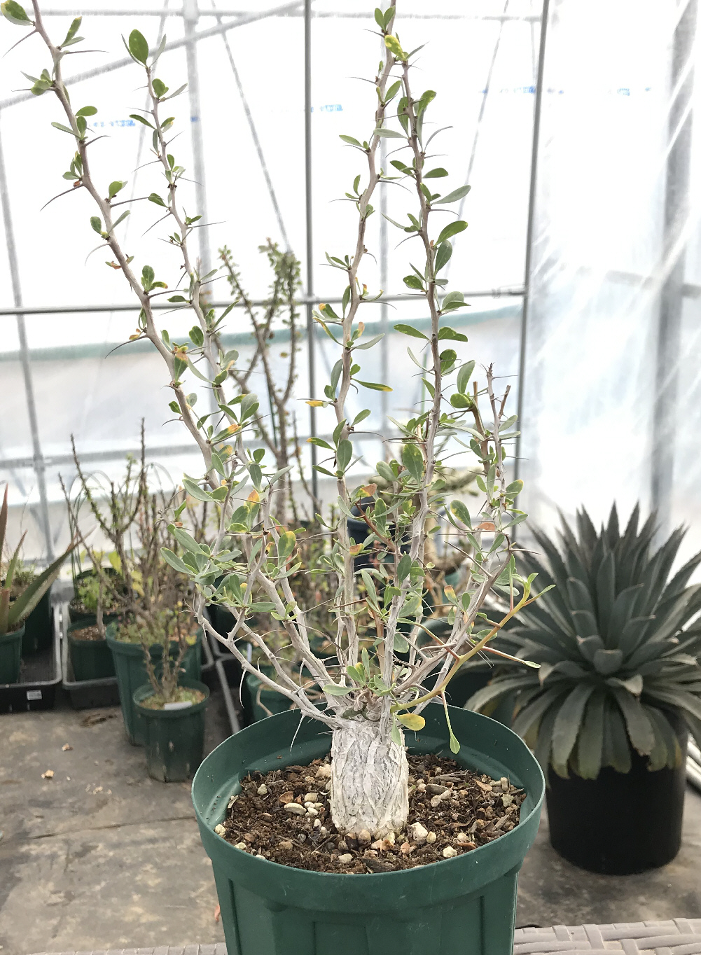 【新品、本物、当店在庫だから安心】 フォウクイエリア（フォークイエリア）属／その他多肉植物 塊根植物・コーデックス
