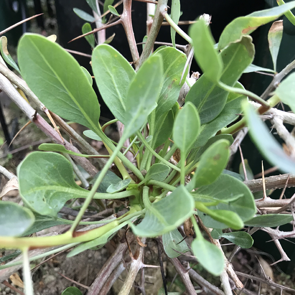 フォウクイエリア（フォークイエリア）属／その他多肉植物