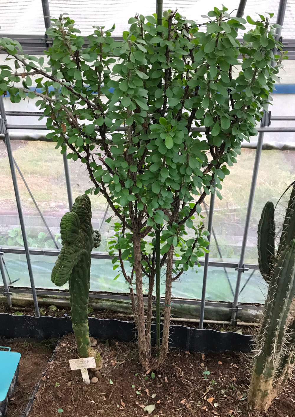 ＼半額SALE／ フォウクイエリア（フォークイエリア）属／その他多肉植物 塊根植物・コーデックス