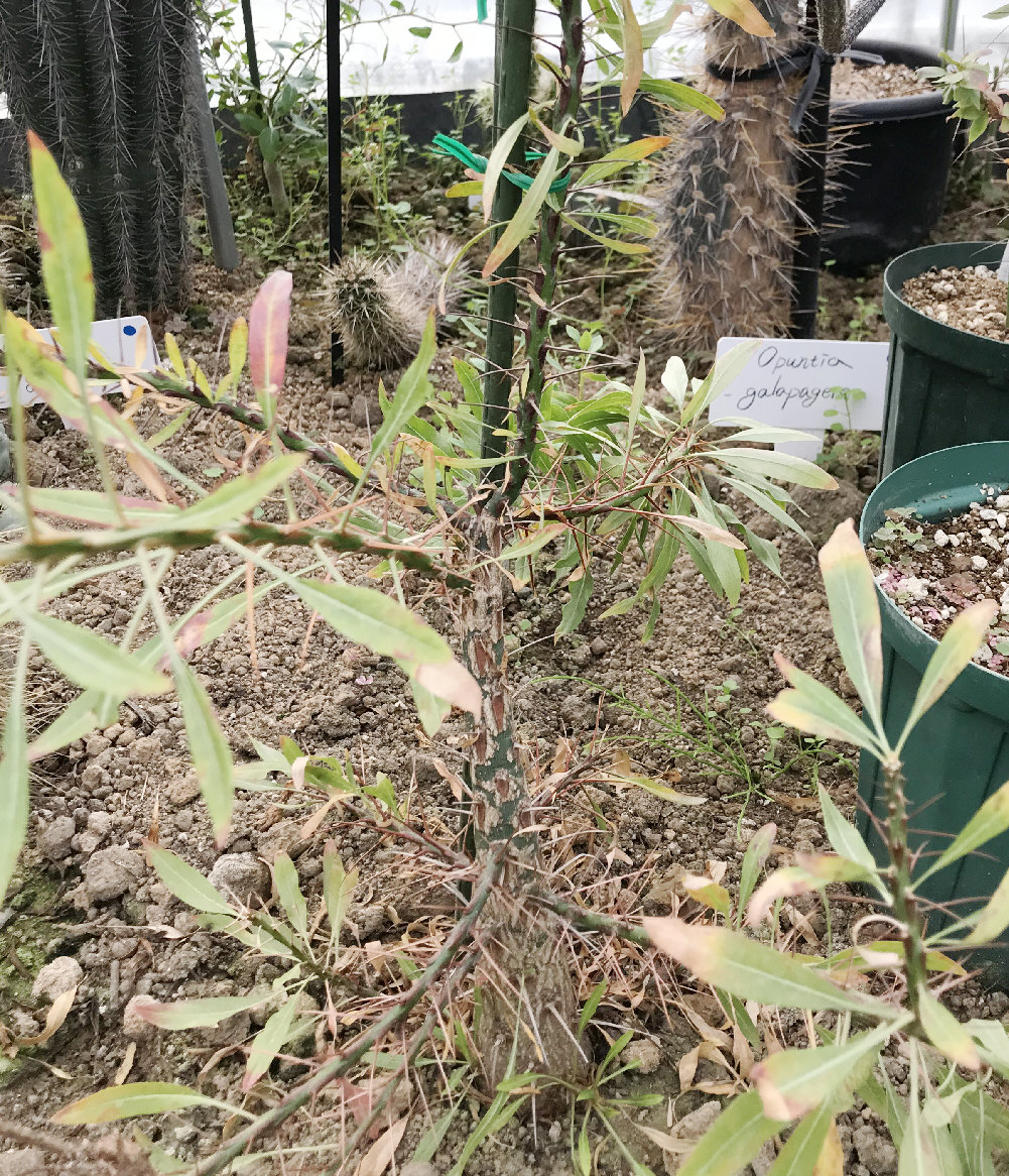 フォウクイエリア（フォークイエリア）属／その他多肉植物