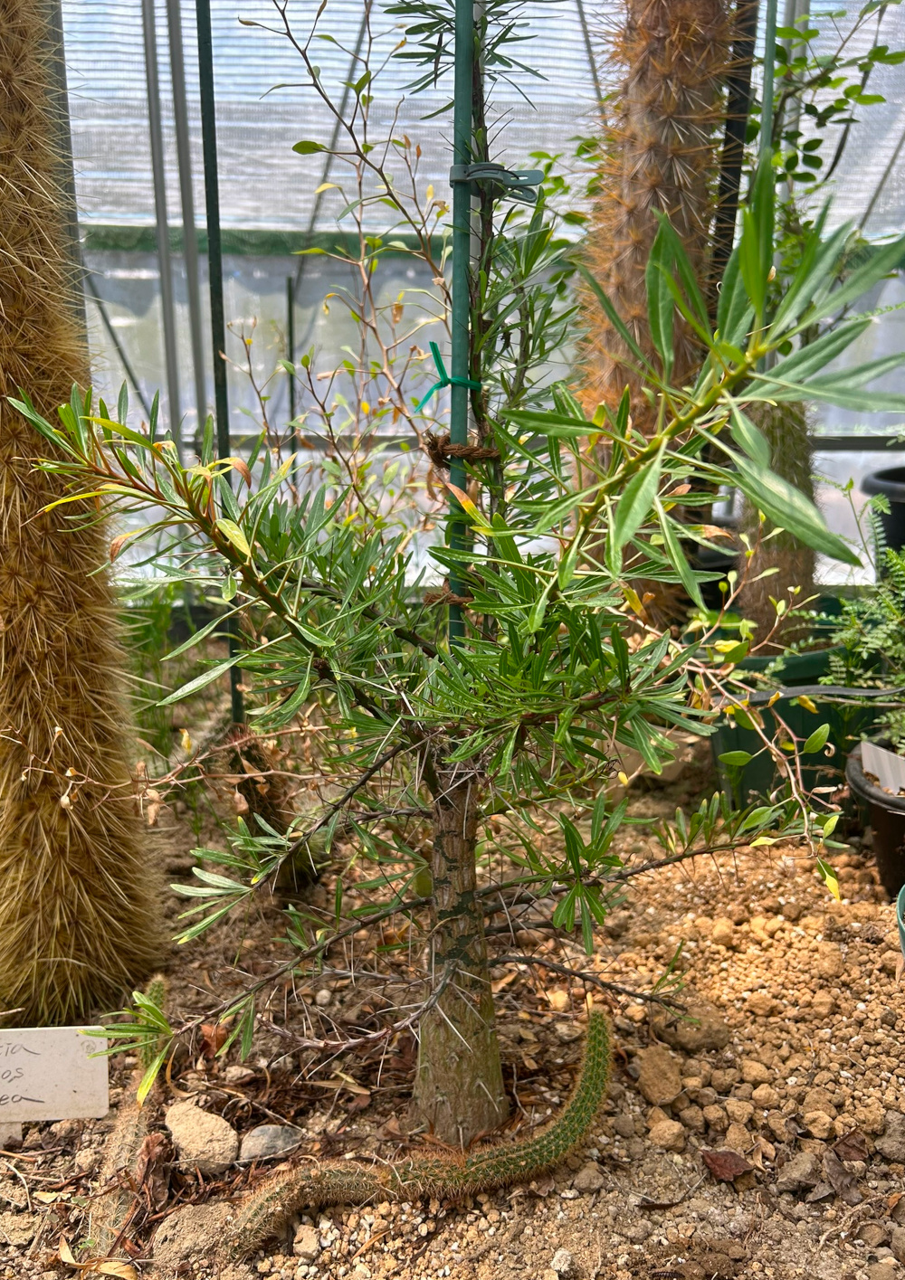 フォウクイエリア（フォークイエリア）属／その他多肉植物／ぱんさの