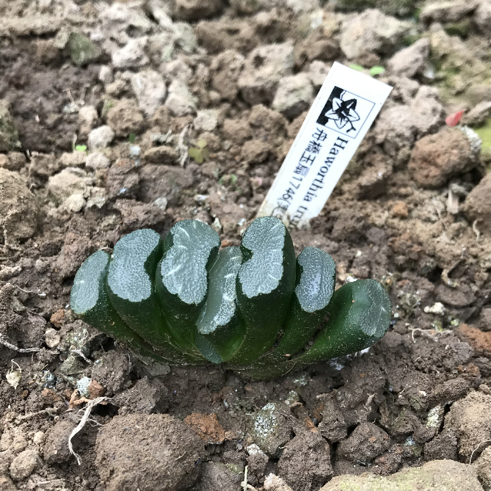 ハオルチア属／その他多肉植物／ぱんさのサボテンランド