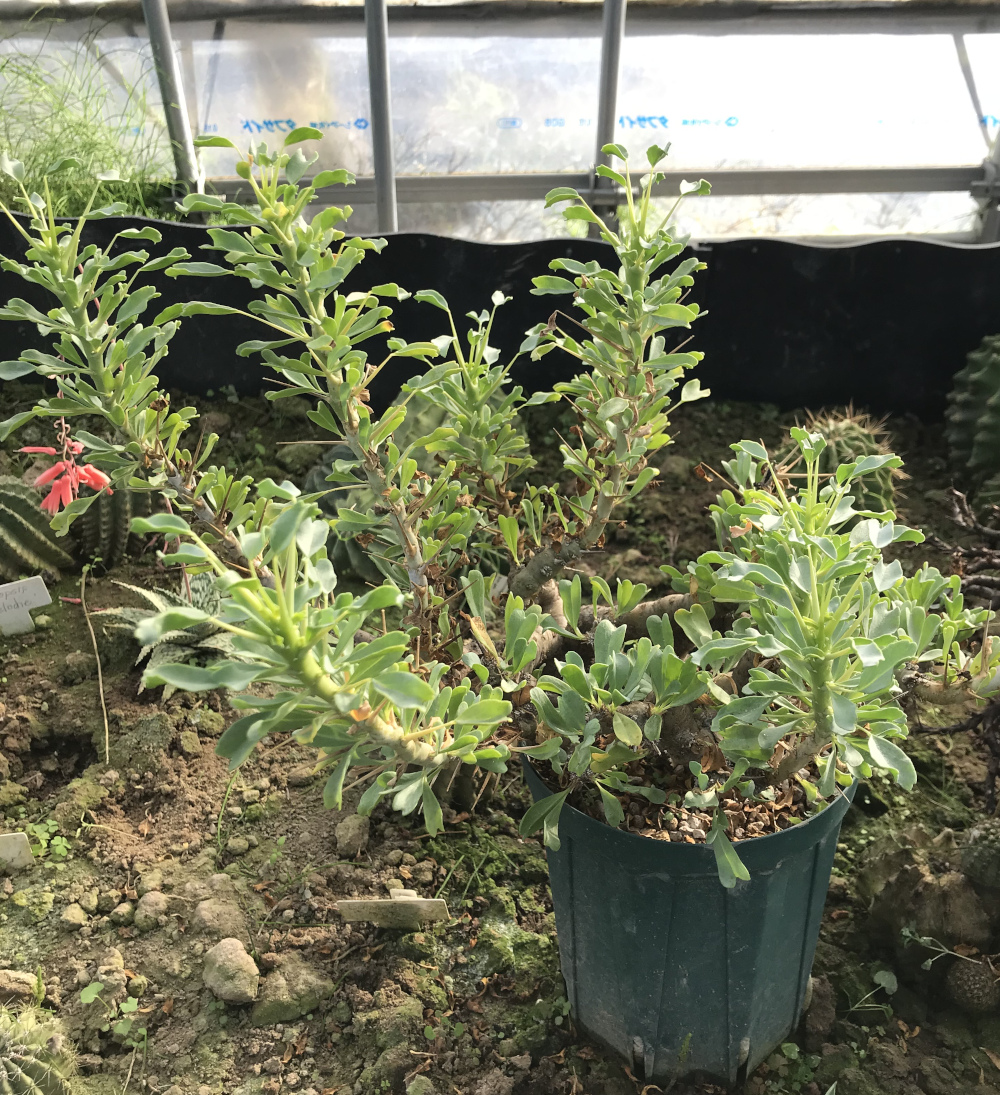モンソニア属(サルコカウロン属)/その他多肉植物/ぱんさの モンソニア属(サルコカウロン属)/その他多肉植物/ぱんさの