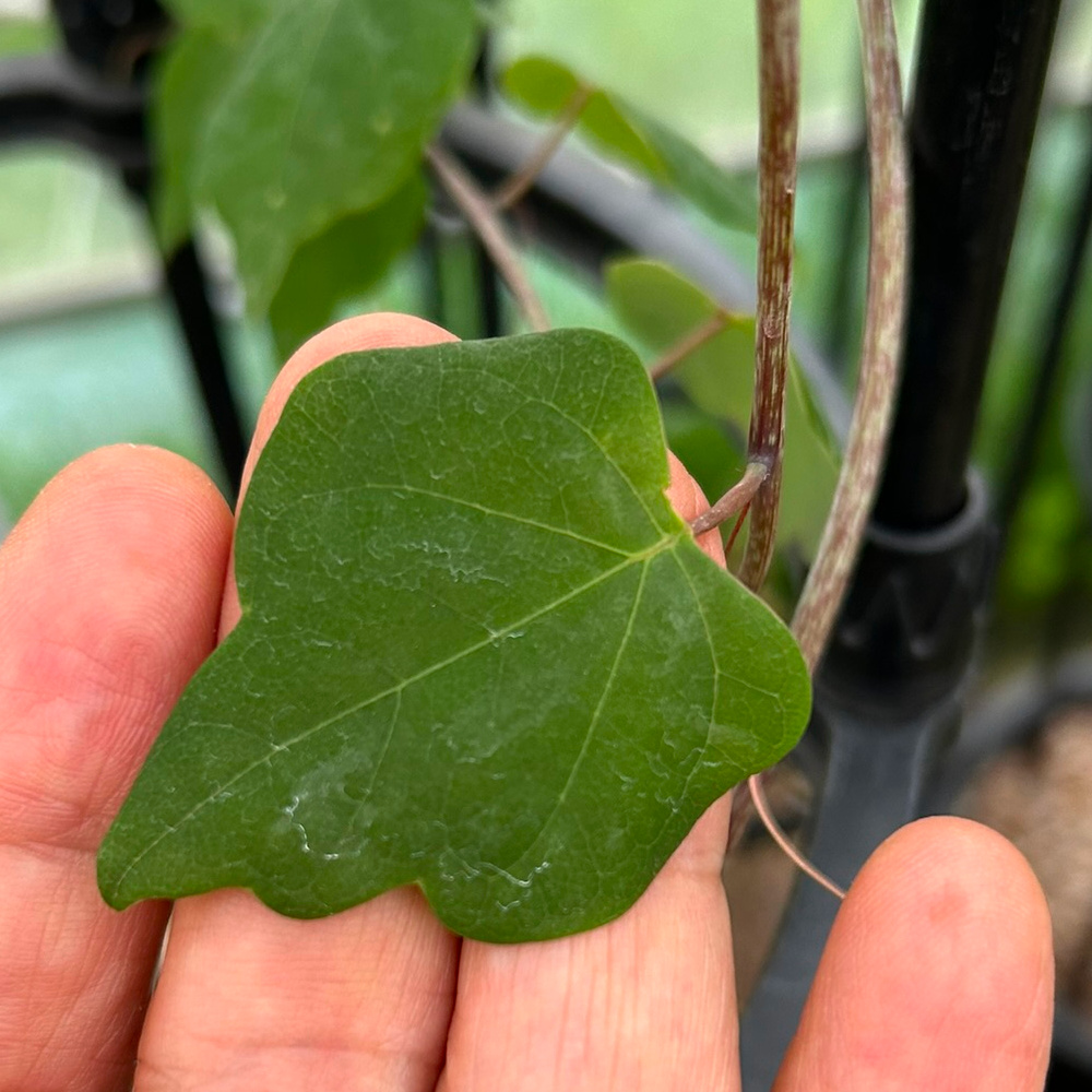 アデニア属栽培種プロフィール、種類／マダガスカル分園／ぱんさの