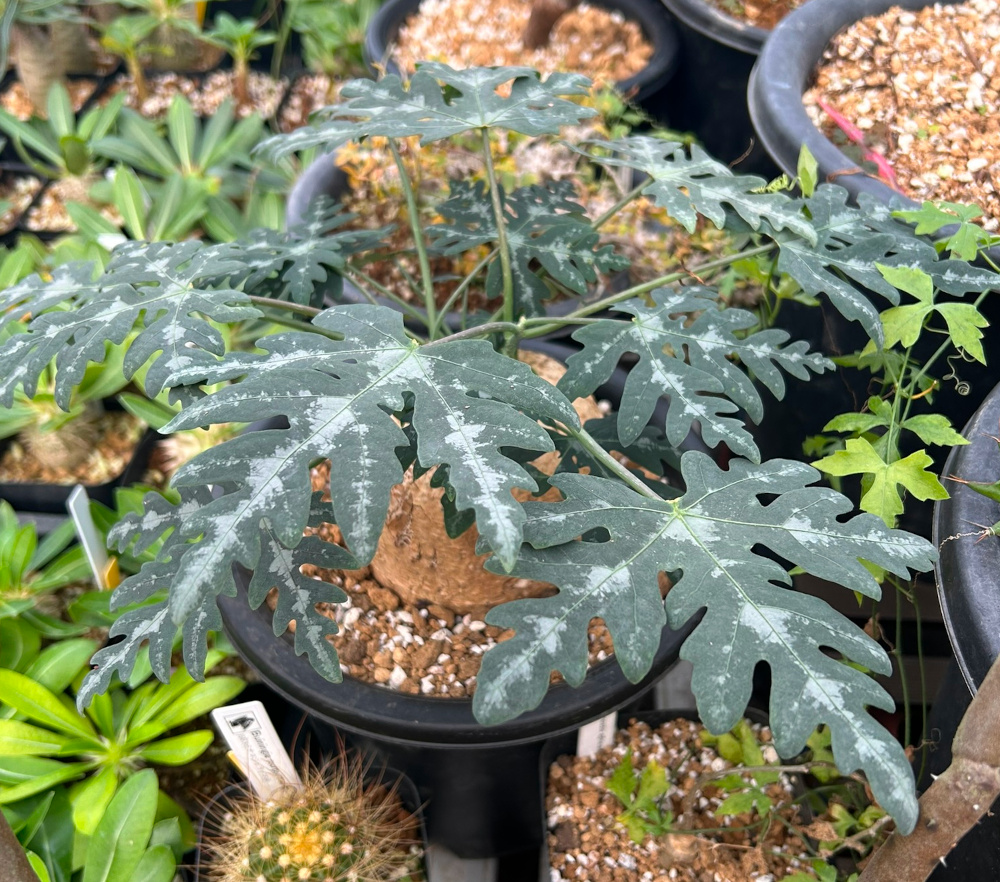 アデニア　ペリエリ　マダガスカル isla del pescado - Adenia perrieri-アデニア・ペリエリ