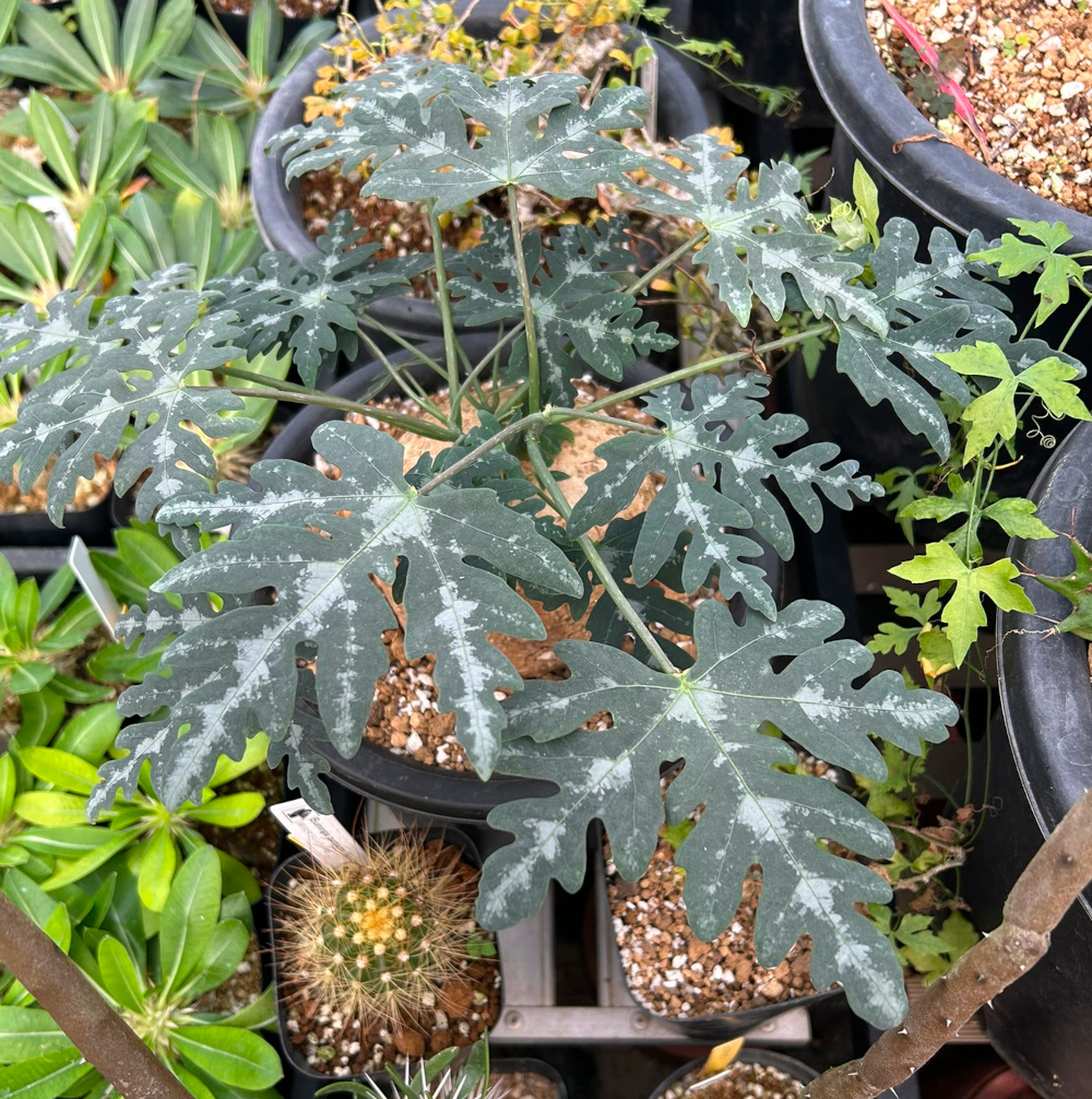 現地球 アデニア スティローサ マダガスカル Adenia stylosa ザ