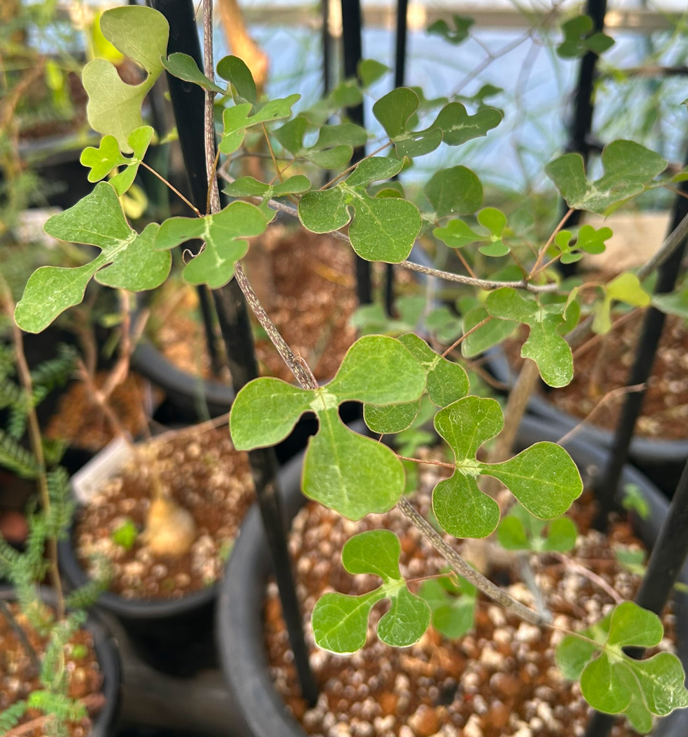 アデニア属栽培種プロフィール、種類／マダガスカル分園／ぱんさの